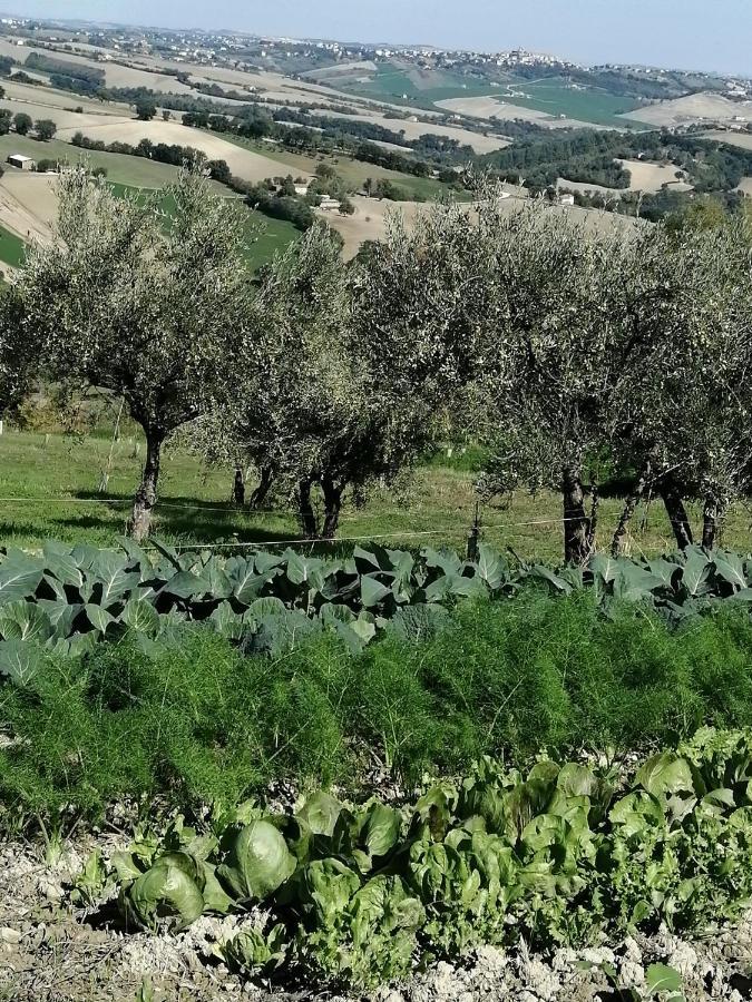 Casale San Martino Agriturismo Bio Sant'Angelo in Pontano Bagian luar foto
