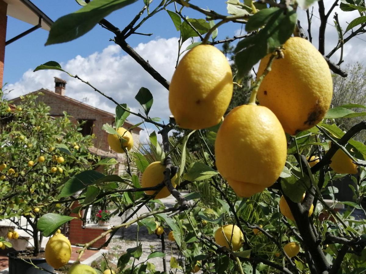 Casale San Martino Agriturismo Bio Sant'Angelo in Pontano Bagian luar foto